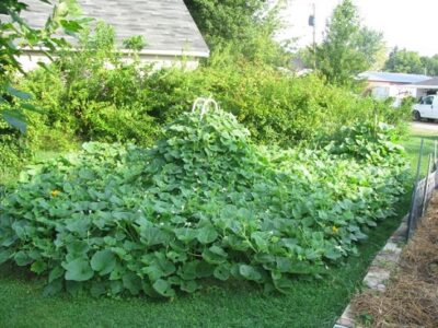 Growing Gourds into Artful Canvases Image